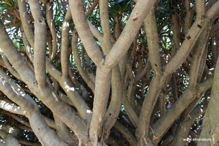 Dracena parco Colonna